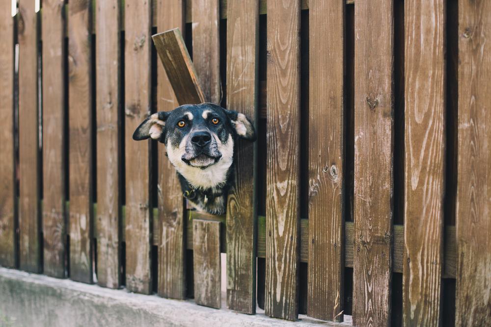 Essential tips to protect your pets from wild animals