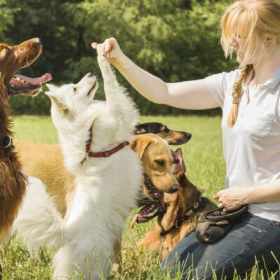 Essential tips to start a dog boarding business