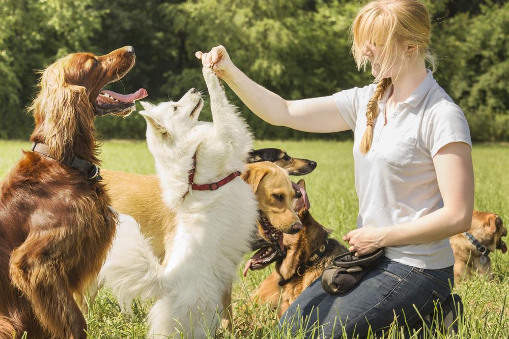 Essential tips to start a dog boarding business