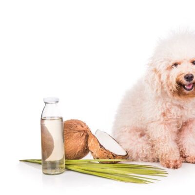 Five effective home remedies to prevent the spread of fleas on pets