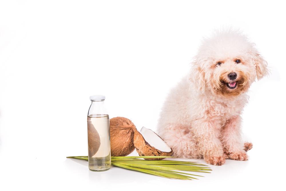 Five effective home remedies to prevent the spread of fleas on pets