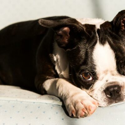 Five effective tips to help soothe a dog’s separation anxiety