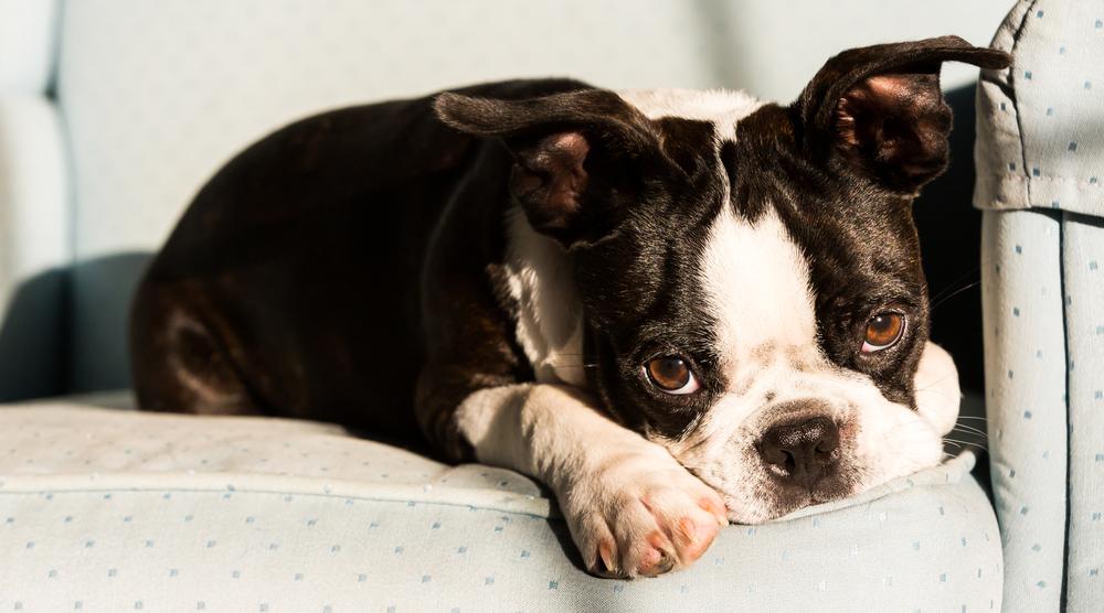 Five effective tips to help soothe a dog’s separation anxiety