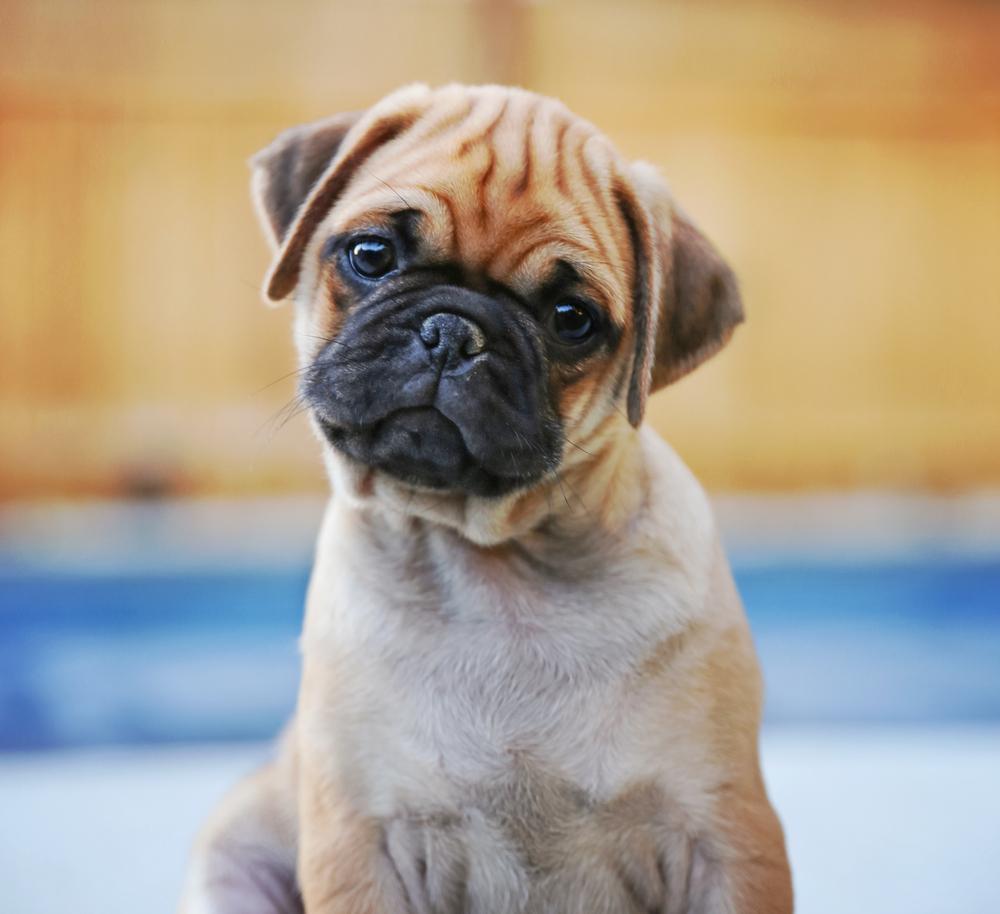 Health issues faced by brachycephalic or flat-faced dogs and what you can do to help