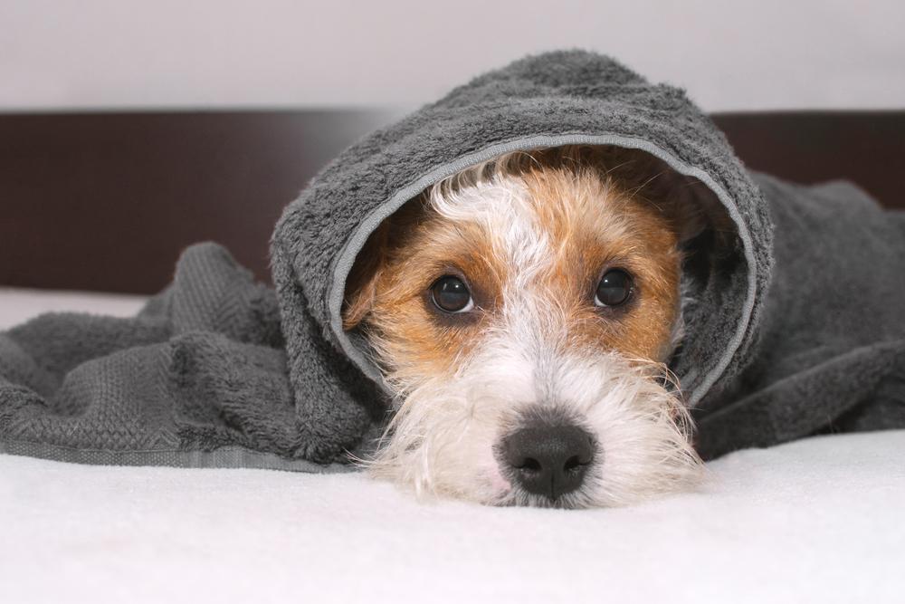 Here’s how you can keep your pets safe during winters