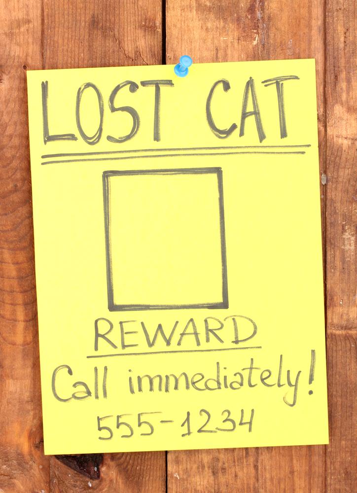 How to create an effective poster for your lost pet