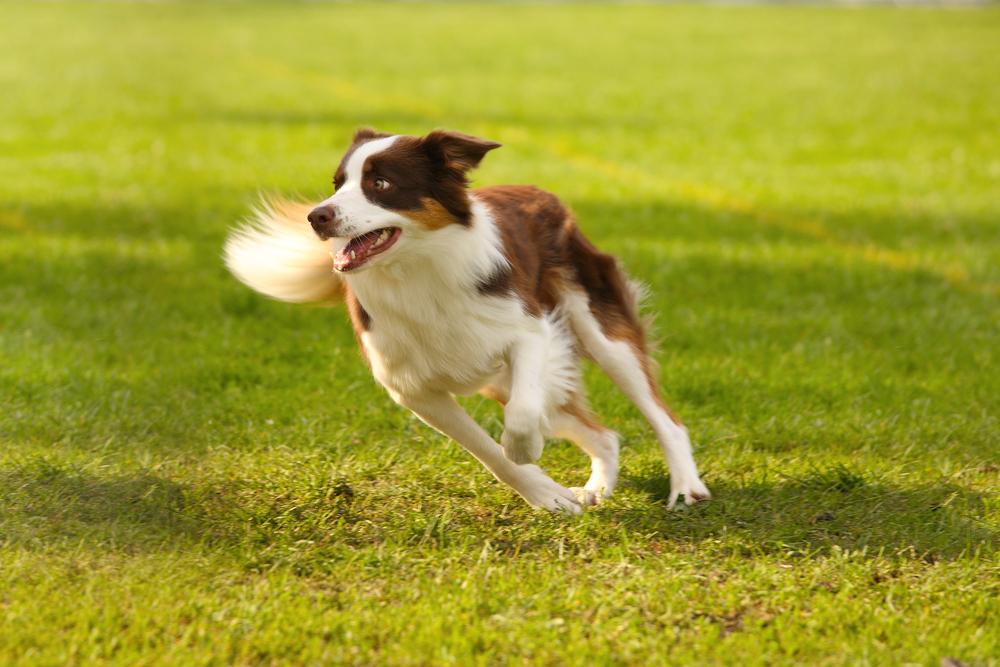 How to get your dog started on dog agility training