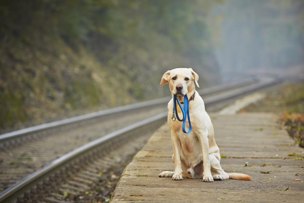 How to keep your pets safe from being stolen