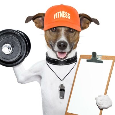 How to make a disaster plan for your pets