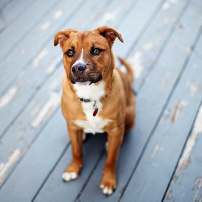 How to prevent your pet from getting lost