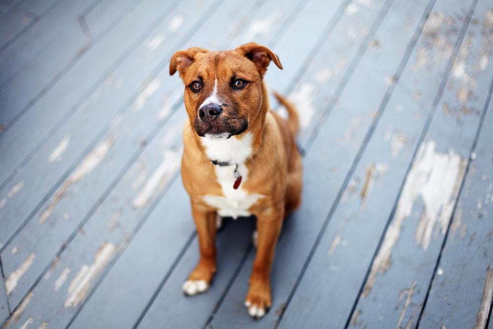 How to prevent your pet from getting lost