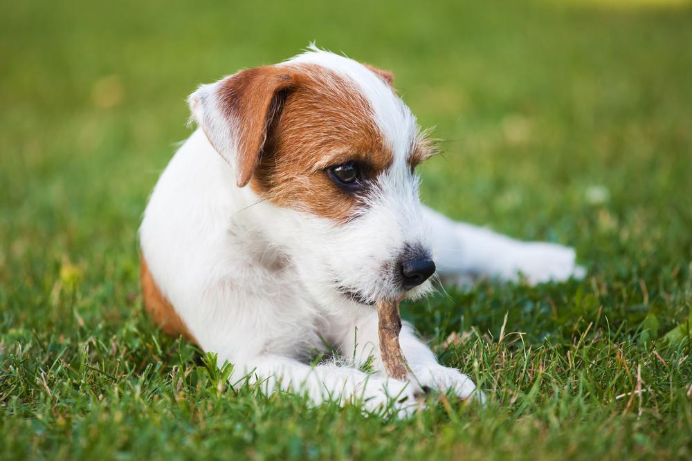 How to spot, treat and prevent leptospirosis in dogs