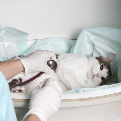 Immediate steps to follow when your pet gets poisoned