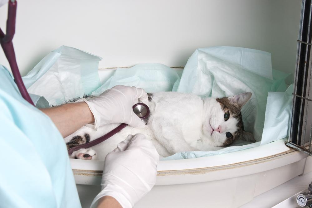 Immediate steps to follow when your pet gets poisoned
