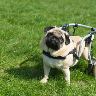 Importance of insuring your special needs pet