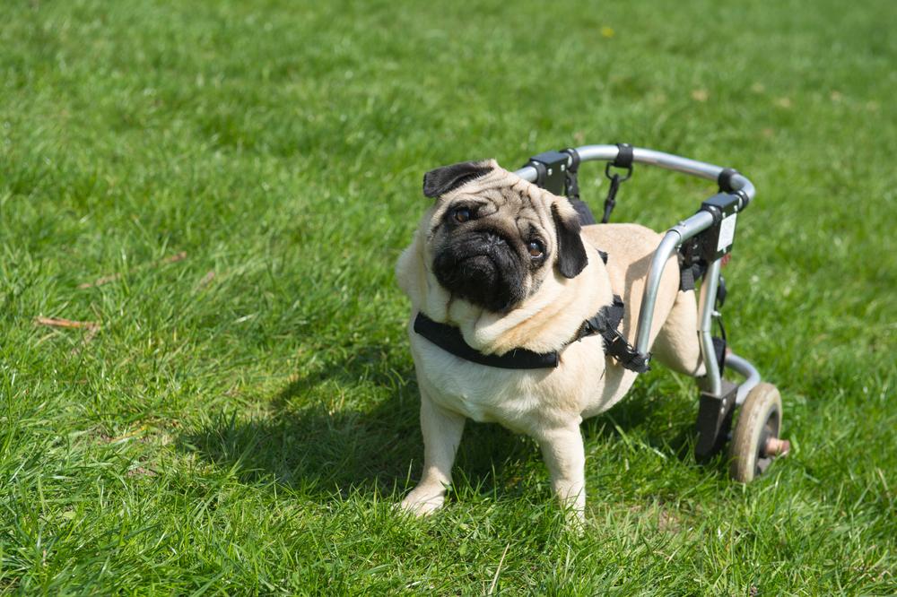 Importance of insuring your special needs pet