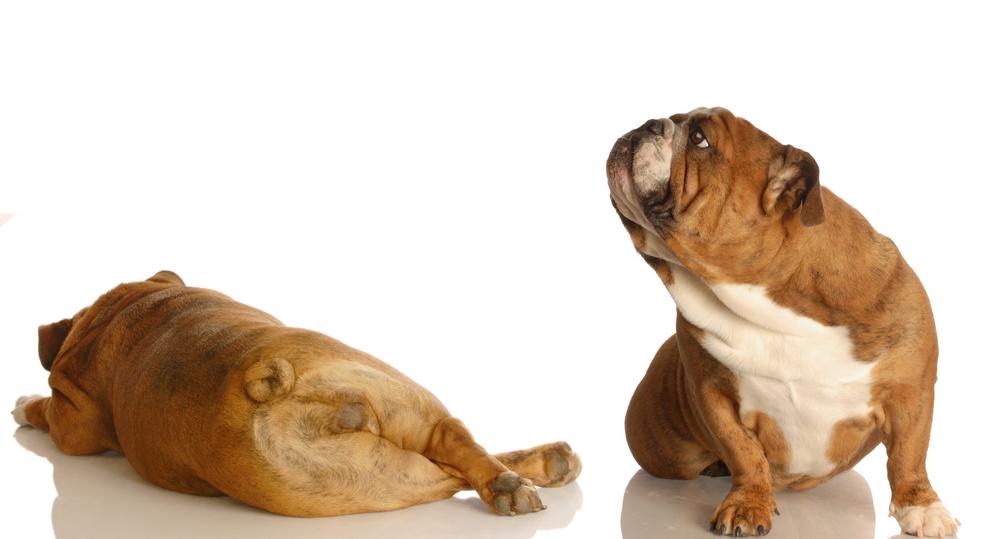 Is flatulence a sign of illness in dogs