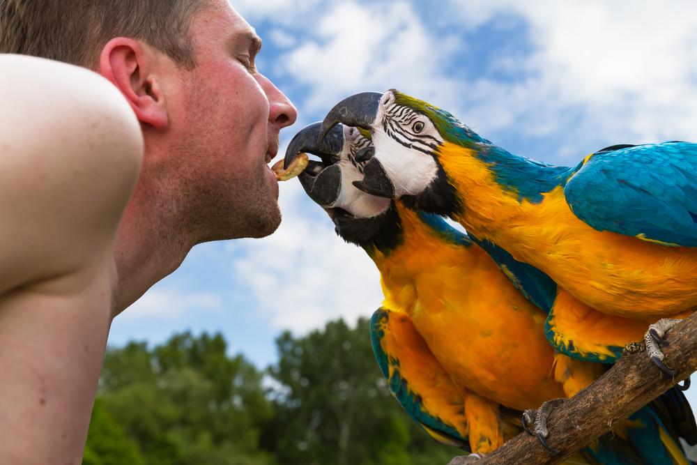 Know how to be a responsible pet breeder with these effective tips