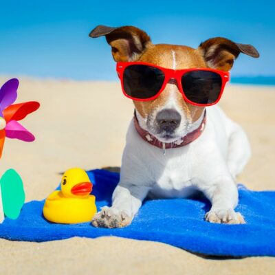 Know when you should not take your pet on vacation and why