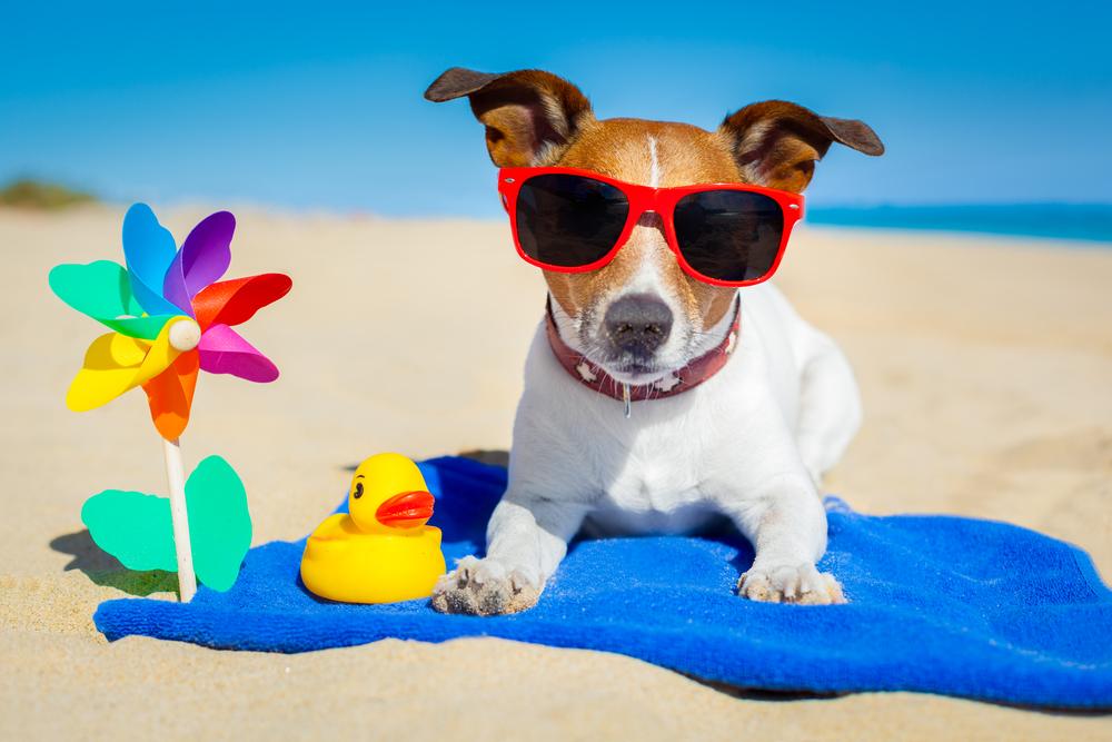 Know when you should not take your pet on vacation and why