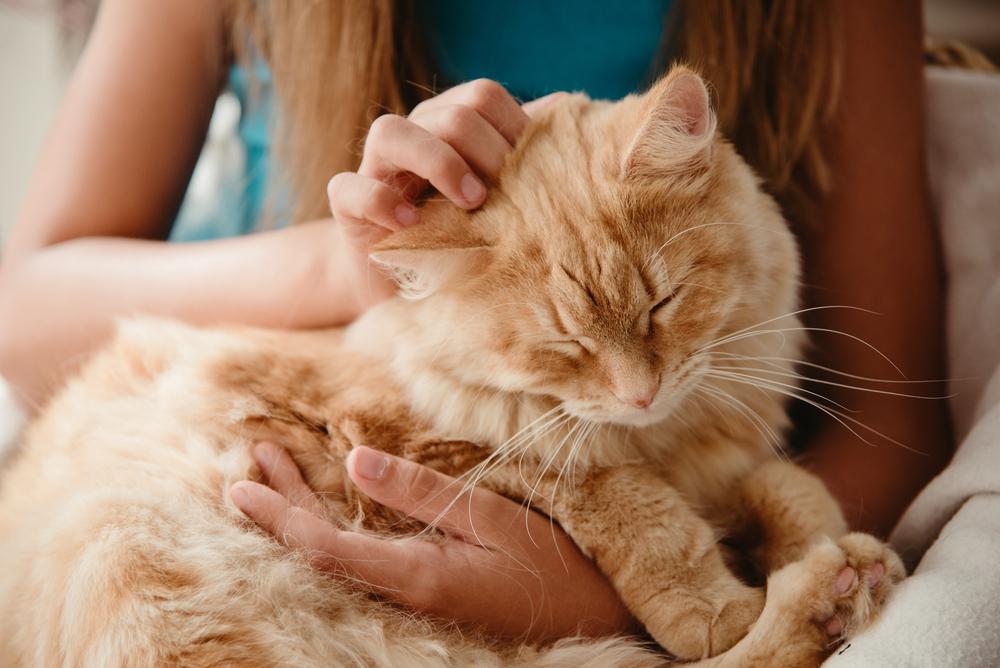 Life expectancy of indoor vs. outdoor cat – Everything you need to know