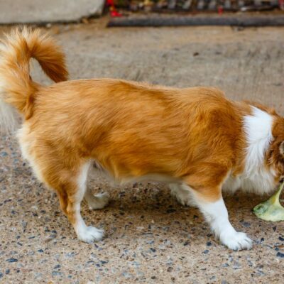 Pet vomiting causes and treatments