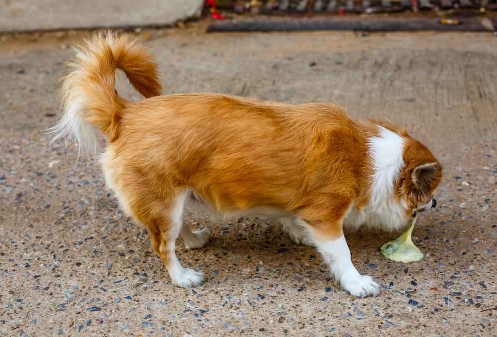 Pet vomiting causes and treatments