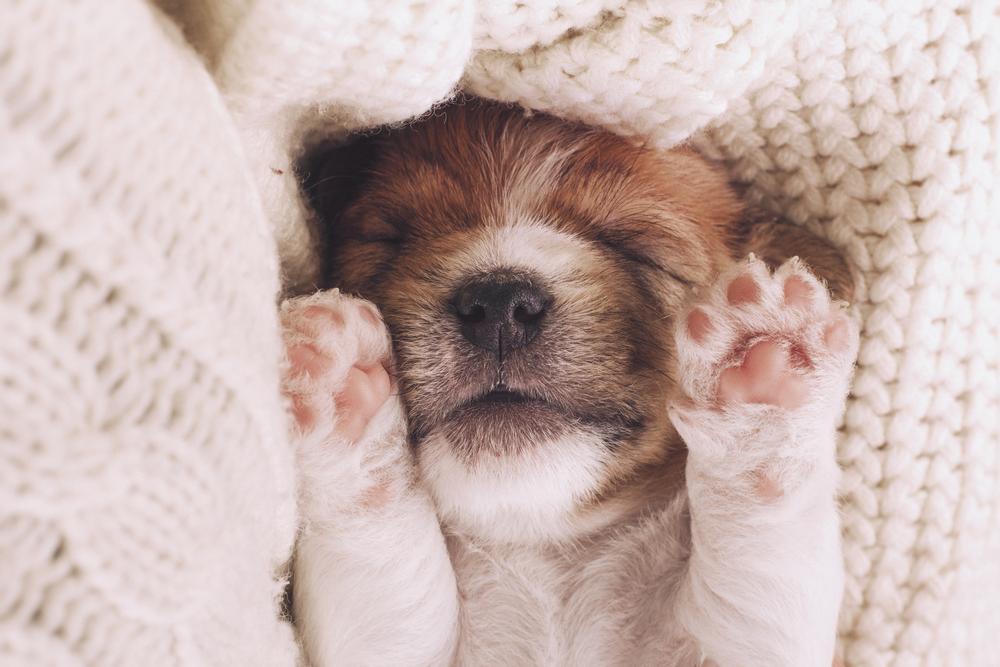 Protect your dog’s paws with the best waxes and creams