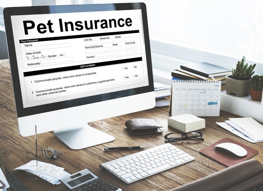 Reasons why buying a pet insurance is a good idea