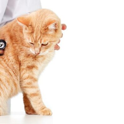 Symptoms and treatments of diabetes in cats