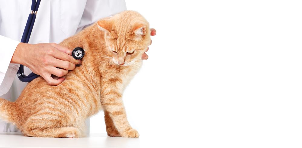 Symptoms and treatments of diabetes in cats