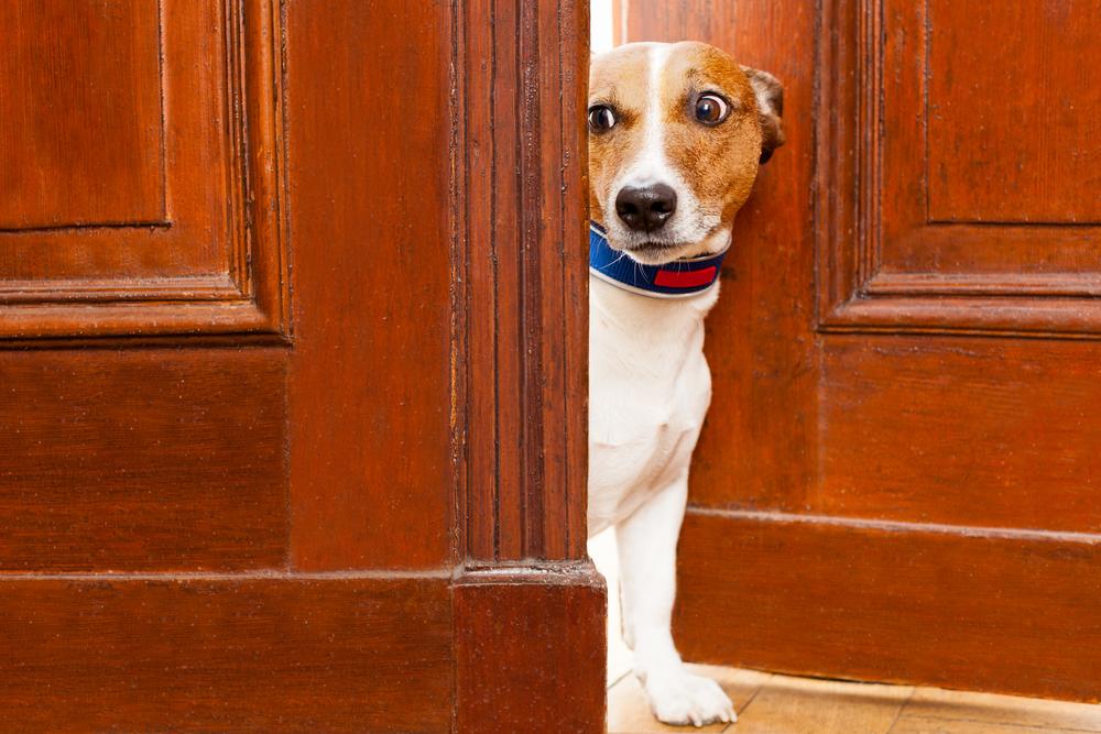 Symptoms to identify stress or anxiety in your dog