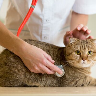 Signs of kidney failure in cats