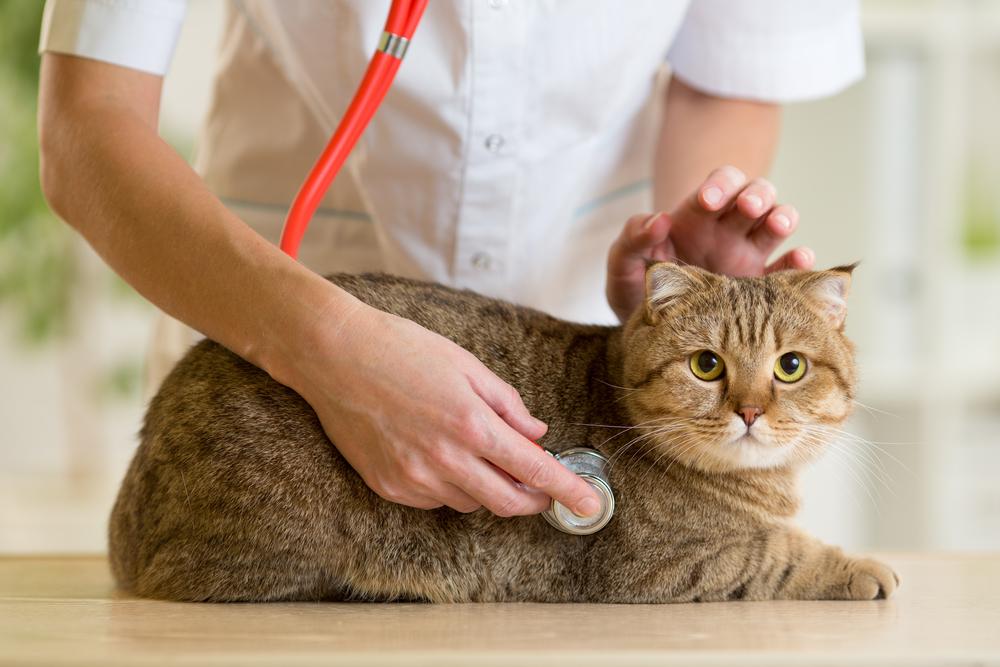 Signs of kidney failure in cats