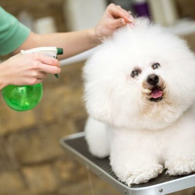 Six popular pet-friendly cleaning products you must have