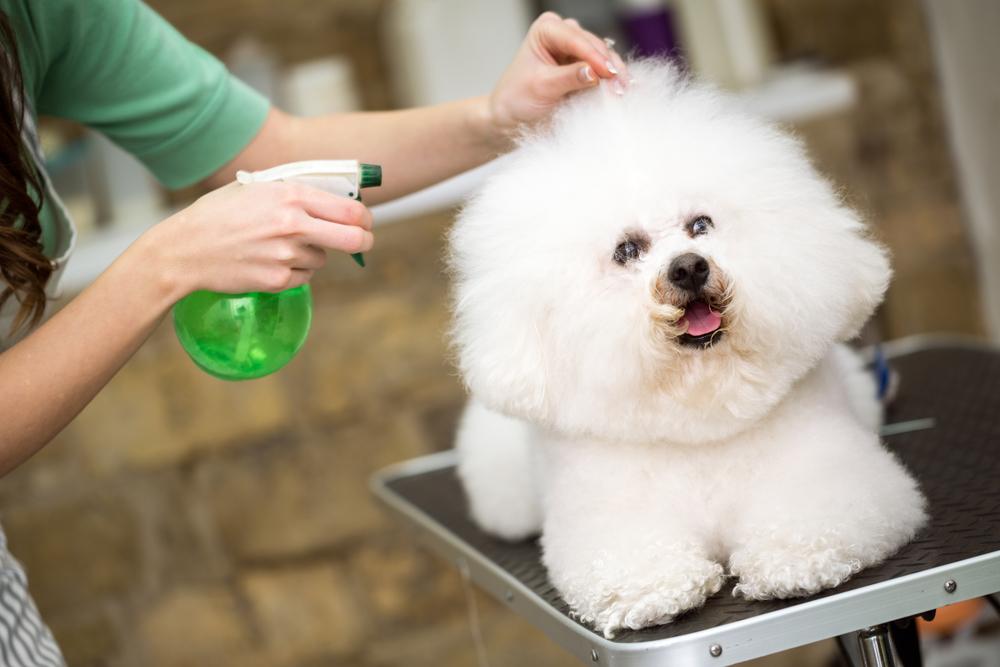 Six popular pet-friendly cleaning products you must have