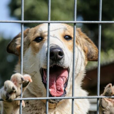 Some pros and cons of cage-free dog boarding