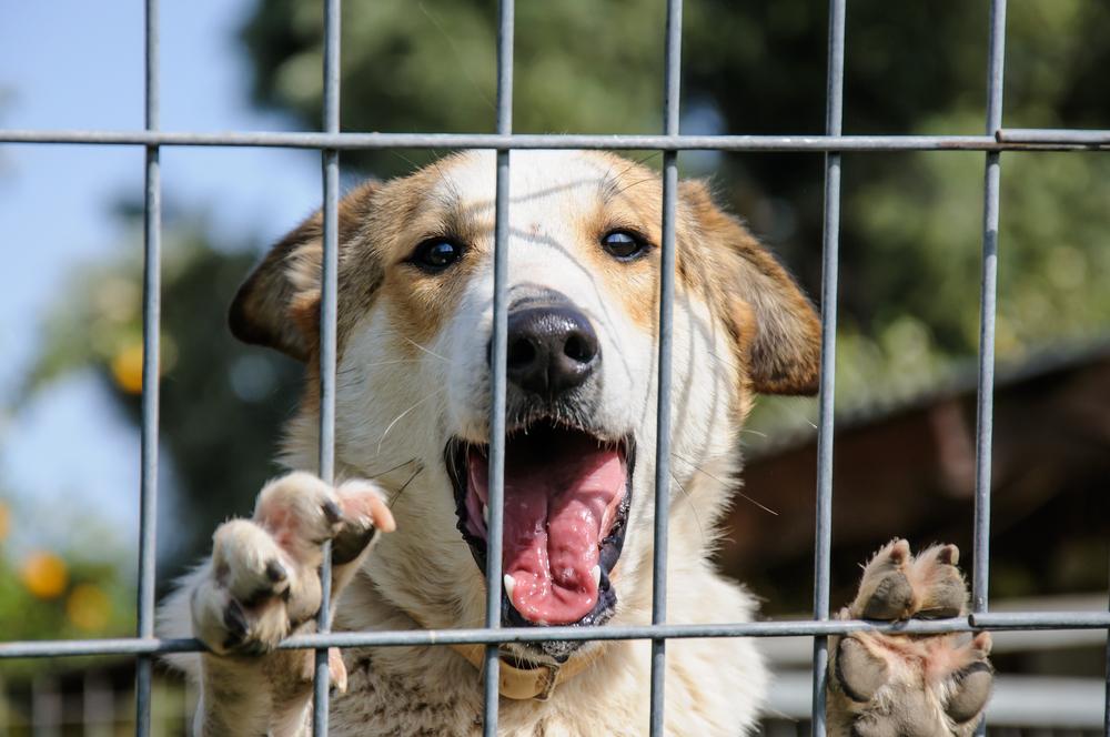 Some pros and cons of cage-free dog boarding