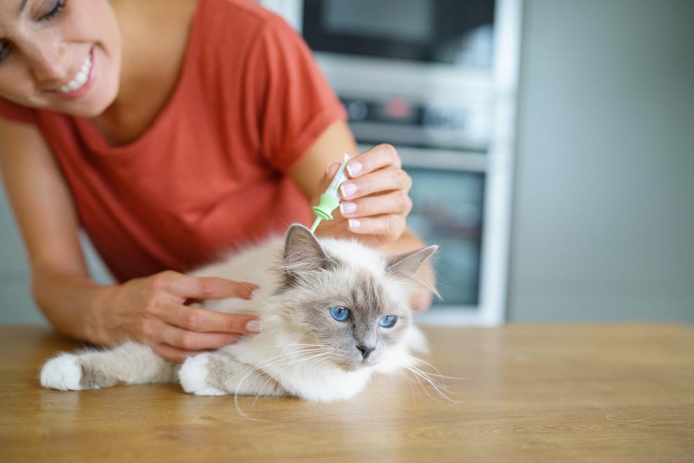 Things to know before planning your pet’s preventive care