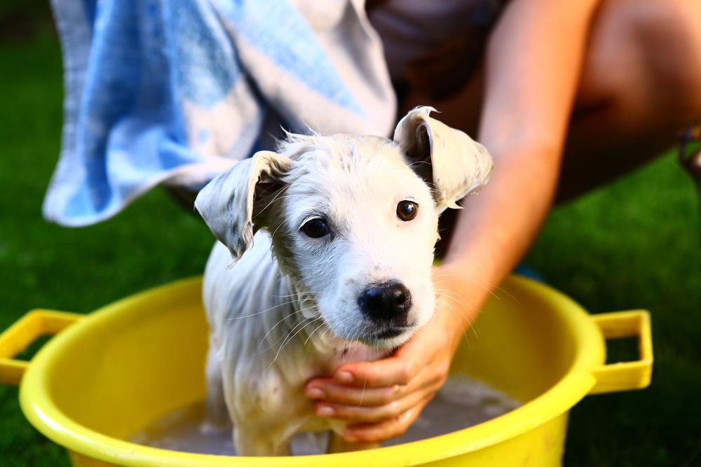 Three effective ways to the skunk smell off your dog