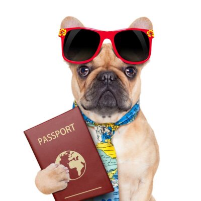 Tips for safe travel with your pets