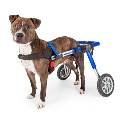 Tips to care for pets with special needs