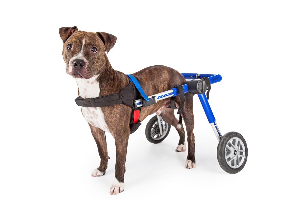 Tips to care for pets with special needs