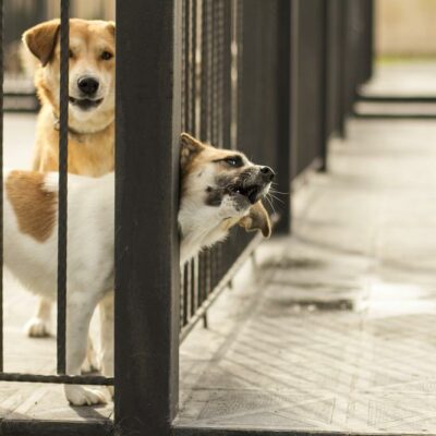 Tips to choose the best indoor and outdoor fences for your pets