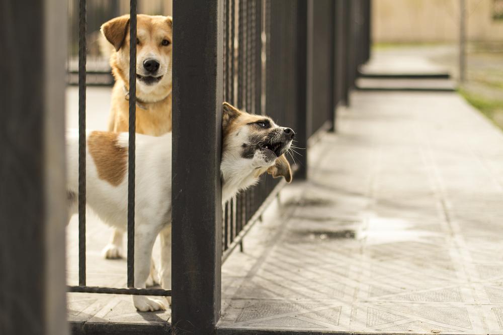 Tips to choose the best indoor and outdoor fences for your pets