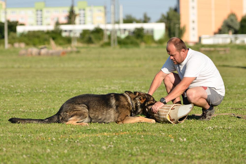 Tips to choose the right dog trainer