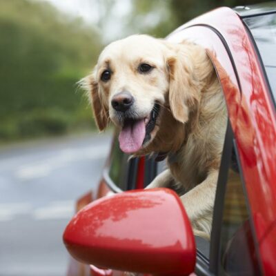 Tips to make the road trip memorable for you and your pet