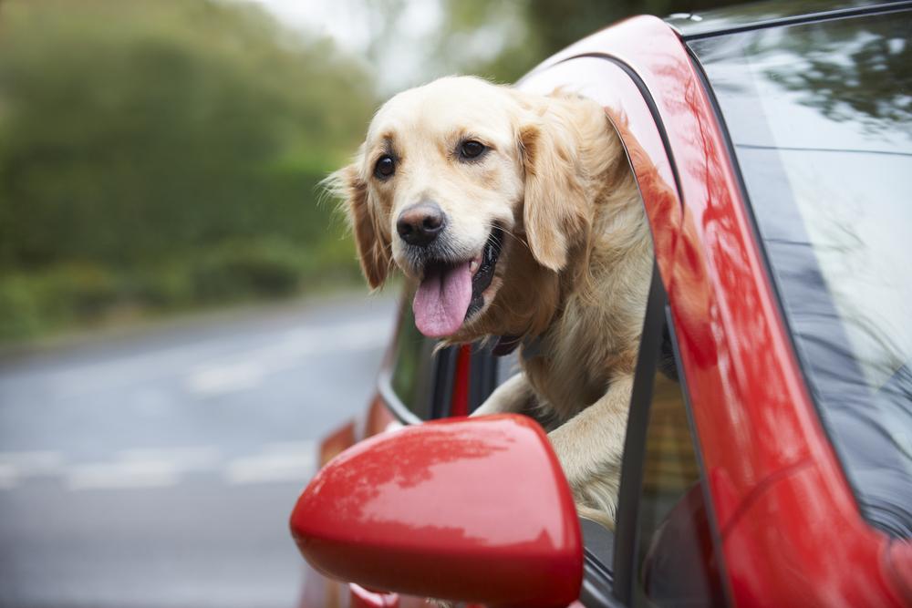 Tips to make the road trip memorable for you and your pet