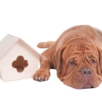 Tips to safeguard your dog from fire