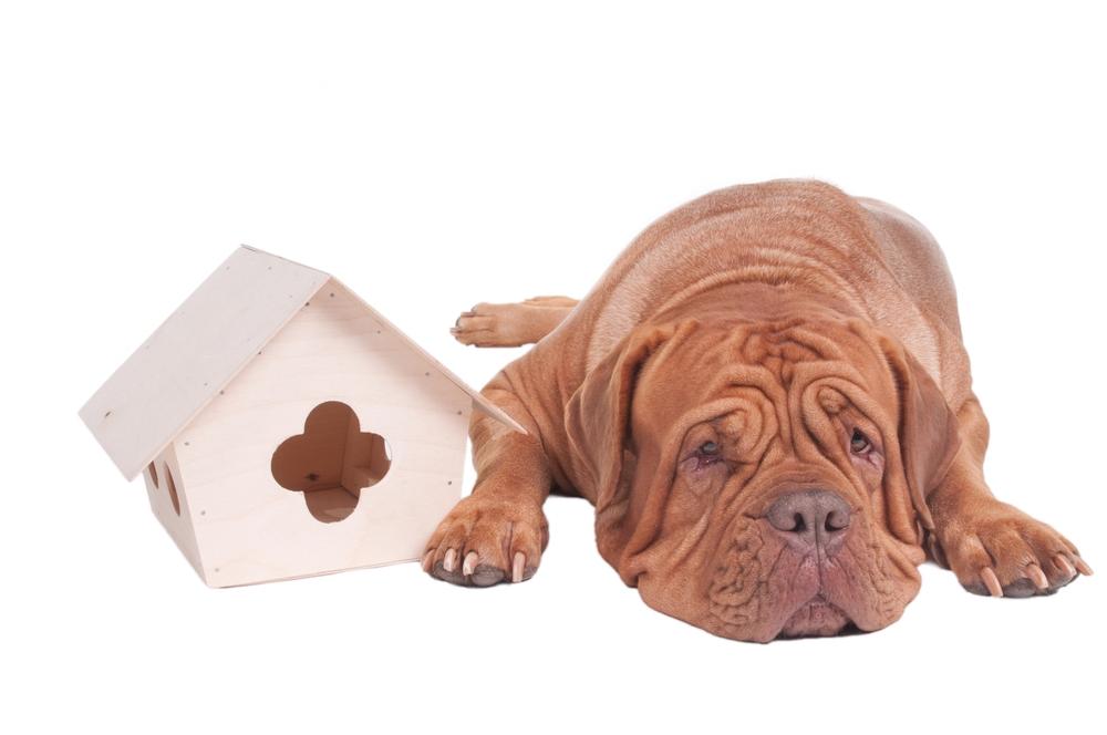 Tips to safeguard your dog from fire